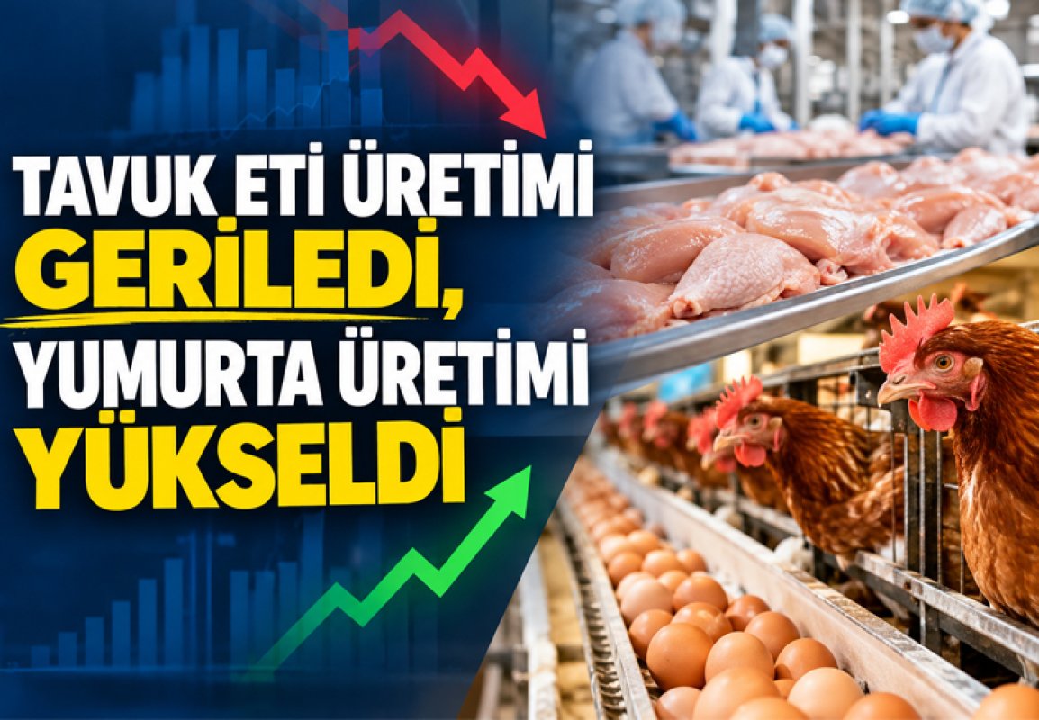 Tavuk eti üretimi aylık bazda geriledi, yumurta üretimi yükseldi
