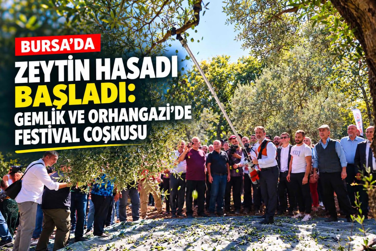 BURSA'DA ZEYTİN HASADI BAŞLADI: GEMLİK VE ORHANGAZİ'DE FESTİVAL COŞKUSU